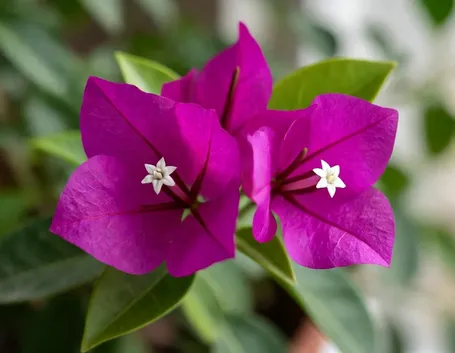 Fiori e brattee di bouganvillea