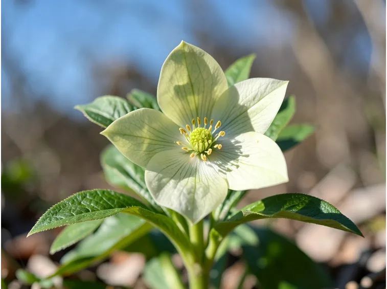 Fiore sbocciato di Helloborus