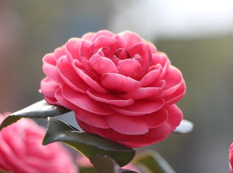 Camelia rossa