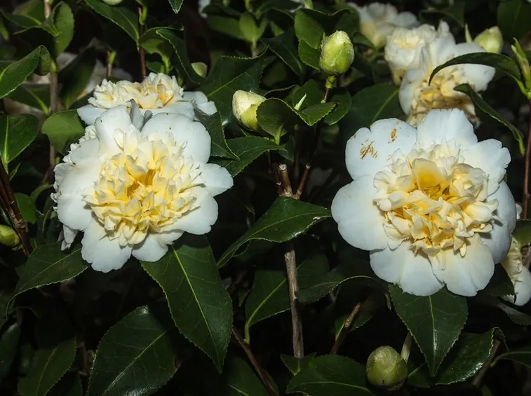 Camelia bianca