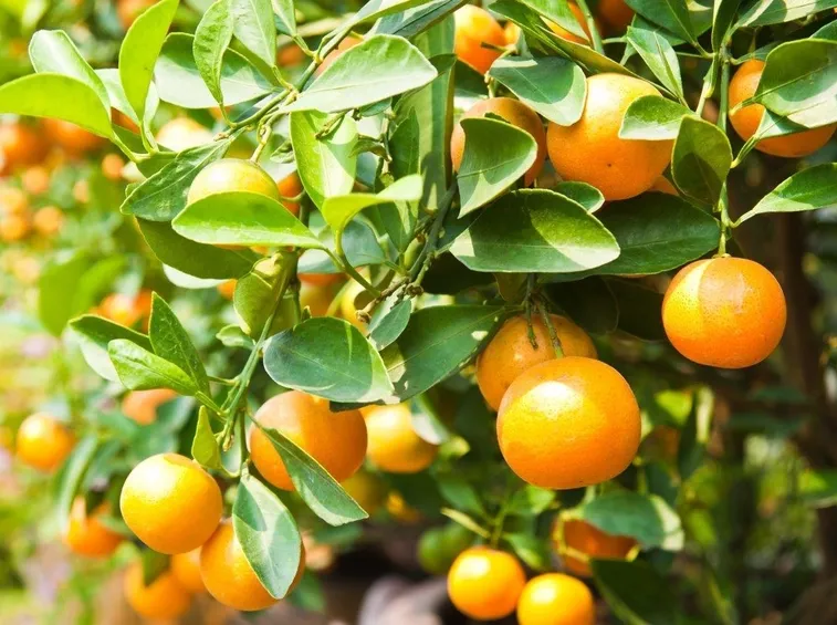Fertilizzazione delle piante da frutto