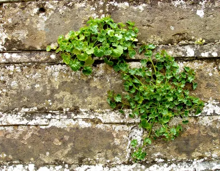 Erbacce negli anfratti di un muro