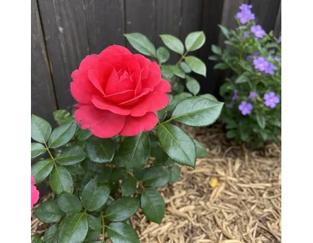 Arbusto di rosa fiorito