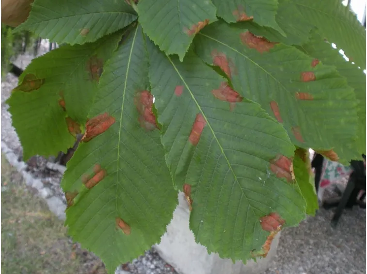 Foglie affette da antracnosi