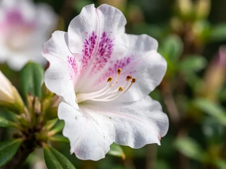 Un'azalea bianca