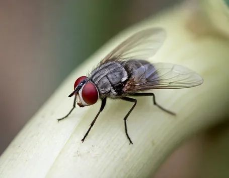 Esemplare adulto di mosca della cipolla