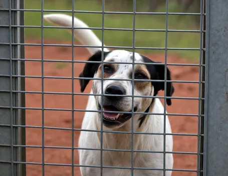 Recinzione esterna per cani