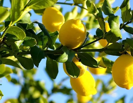 Limoni