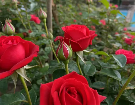 Splendide rose rosse