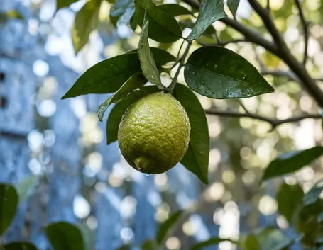 Limone