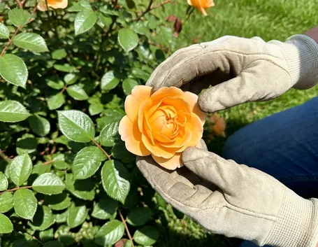 Fare la potatura delle rose