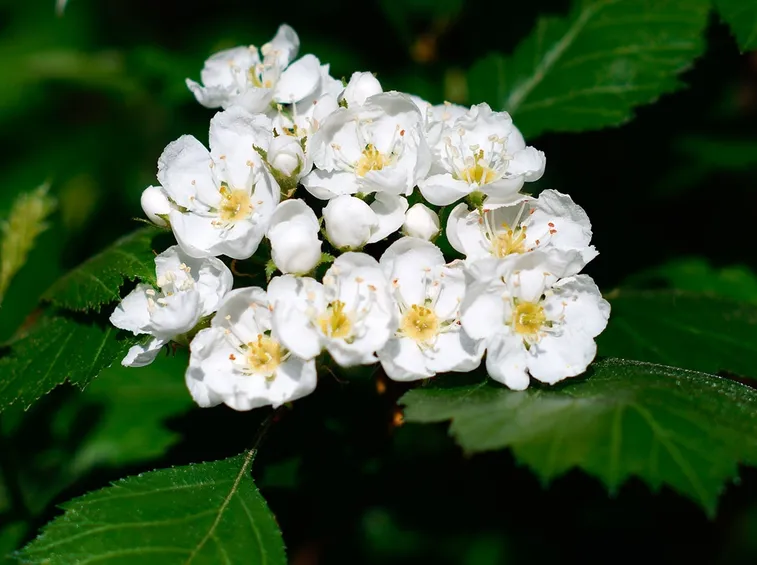 Foglie e fiori di Biancospino