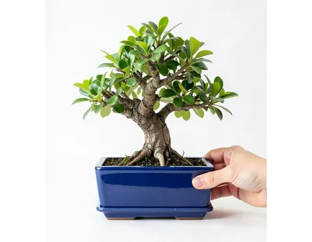 Bonsai albero del pepe