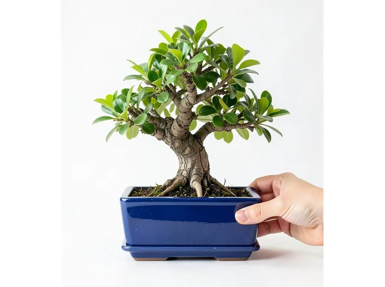 Bonsai albero del pepe