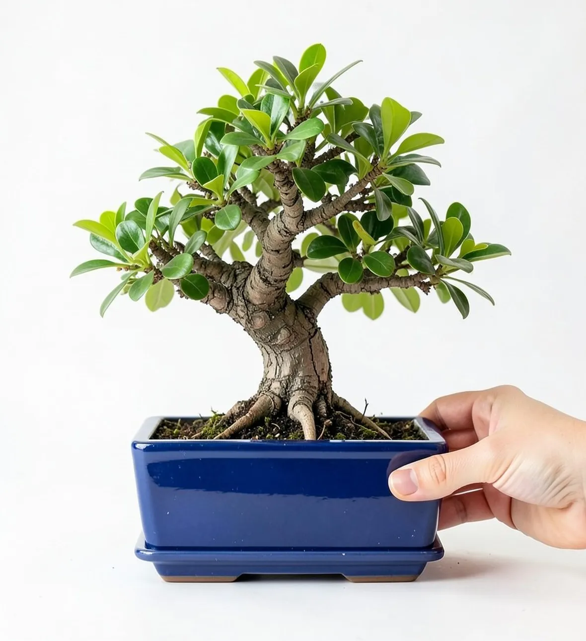 Bonsai albero del pepe
