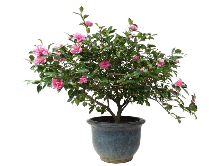 Bonsai camelia