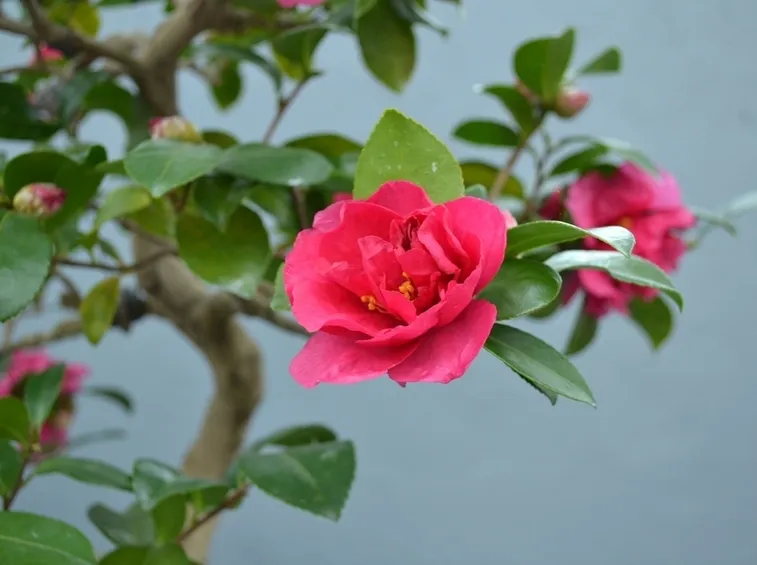fiori camelia bonsai