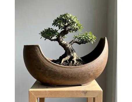 Vaso per bonsai originale
