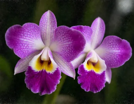 Le Orchidee Vanda