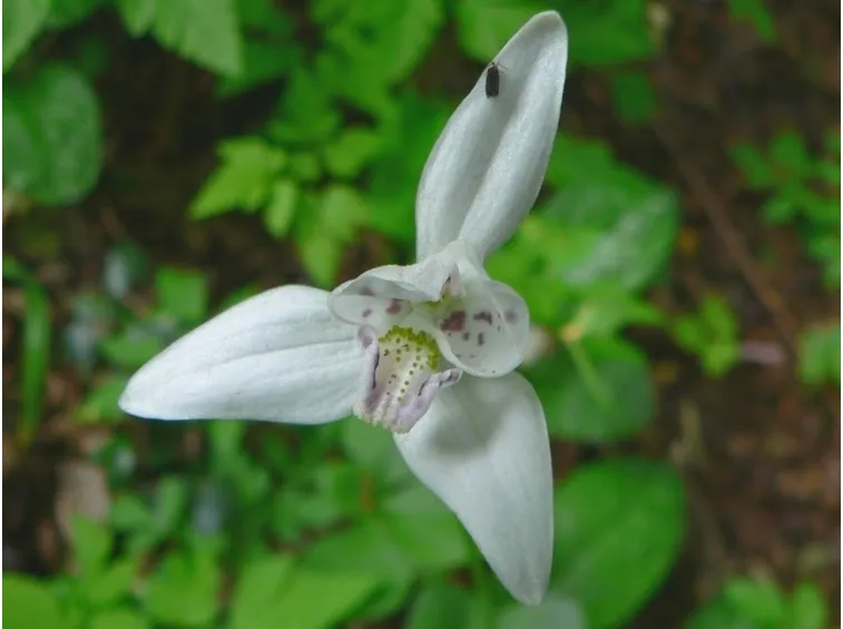Fiore orchidea