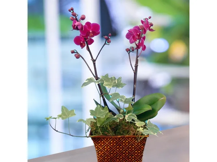 Orchidee vaso