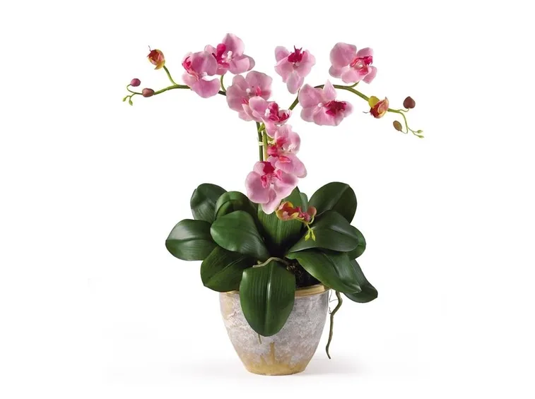 Fiore orchidee