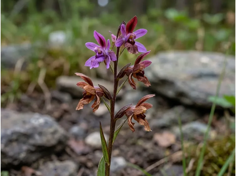 Orchidea italiana spontanea fiorita