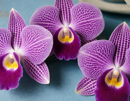 Orchidee Vanda blu