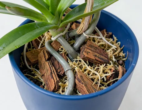 Terriccio per orchidee ideale