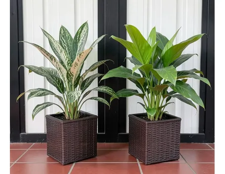 Varietà di dracena
