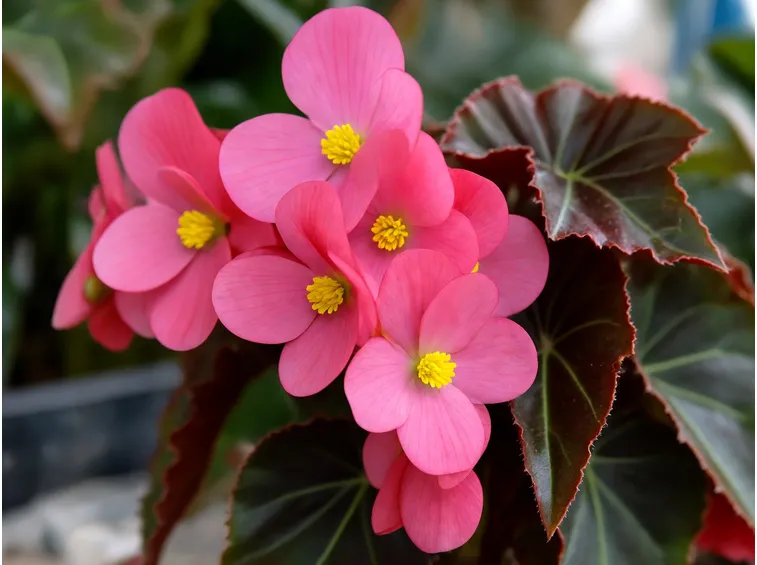 Fiori rosa di Begonia