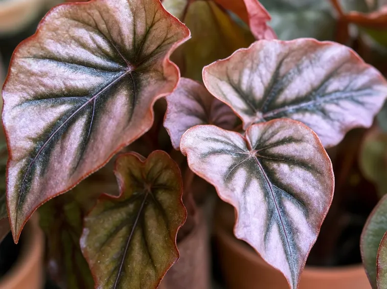 Foglie begonia