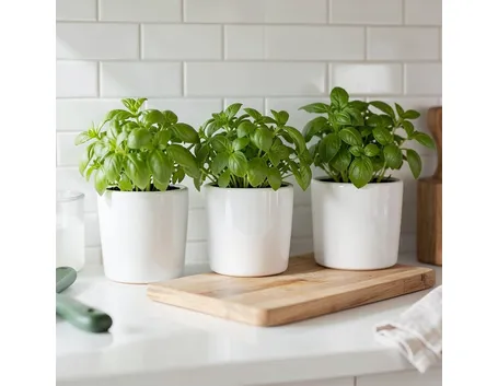 Piante aromatiche in casa