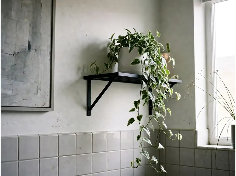 Pianta bagno