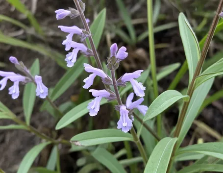Particolare del fiore della salvia officinalis