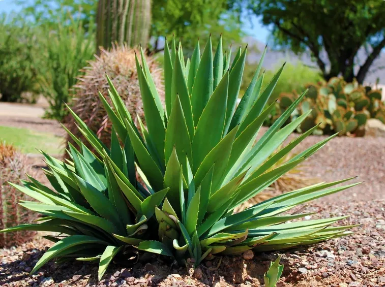 Aloe vera coltivazione