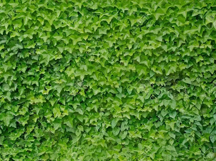 Parete edera
