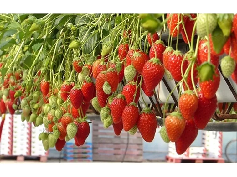 Fragole pianta