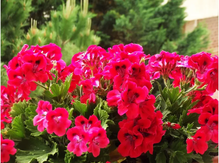 Pianta di Geranio in fiore