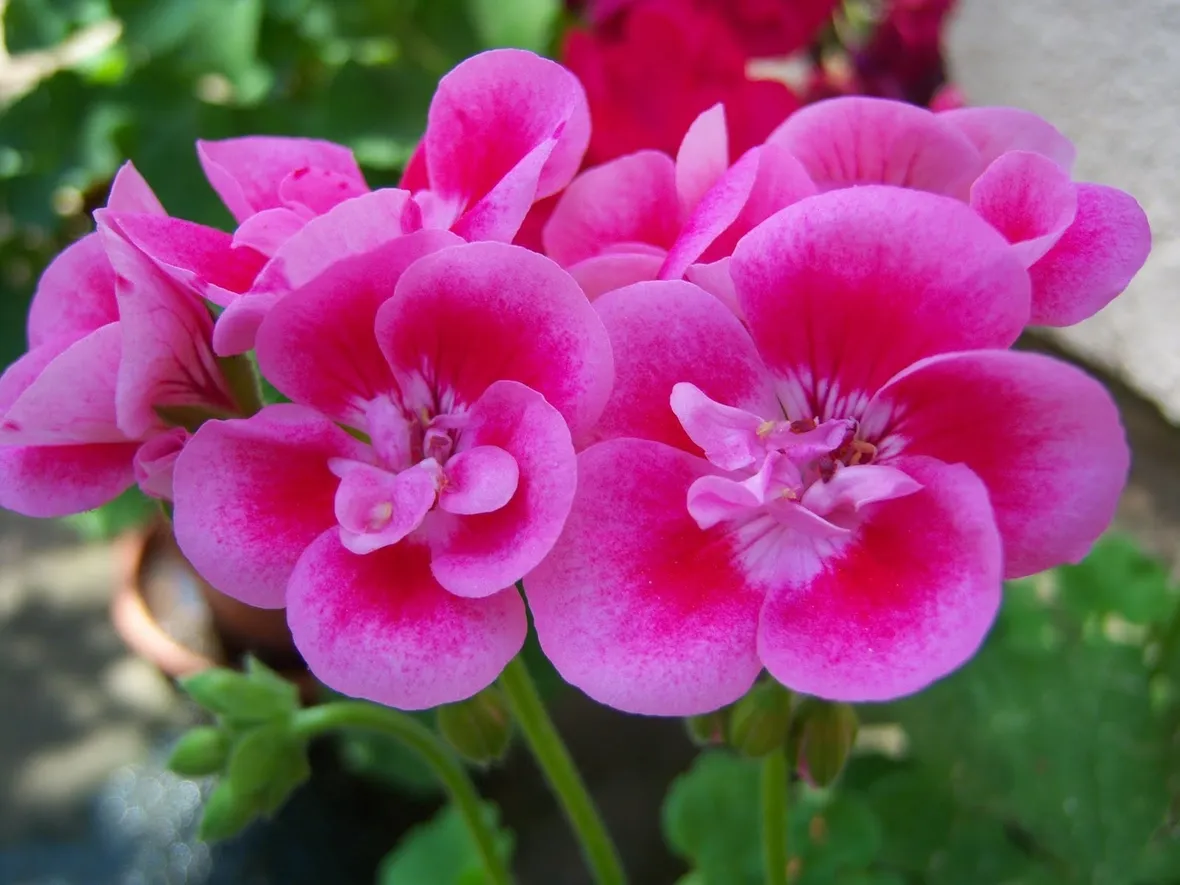 Infiorescenze rosa di Geranio