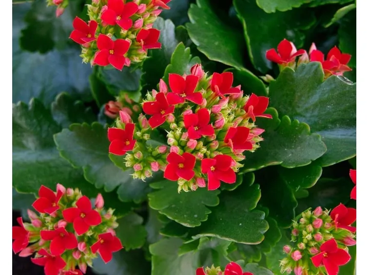 Kalanchoe blossfeldiana