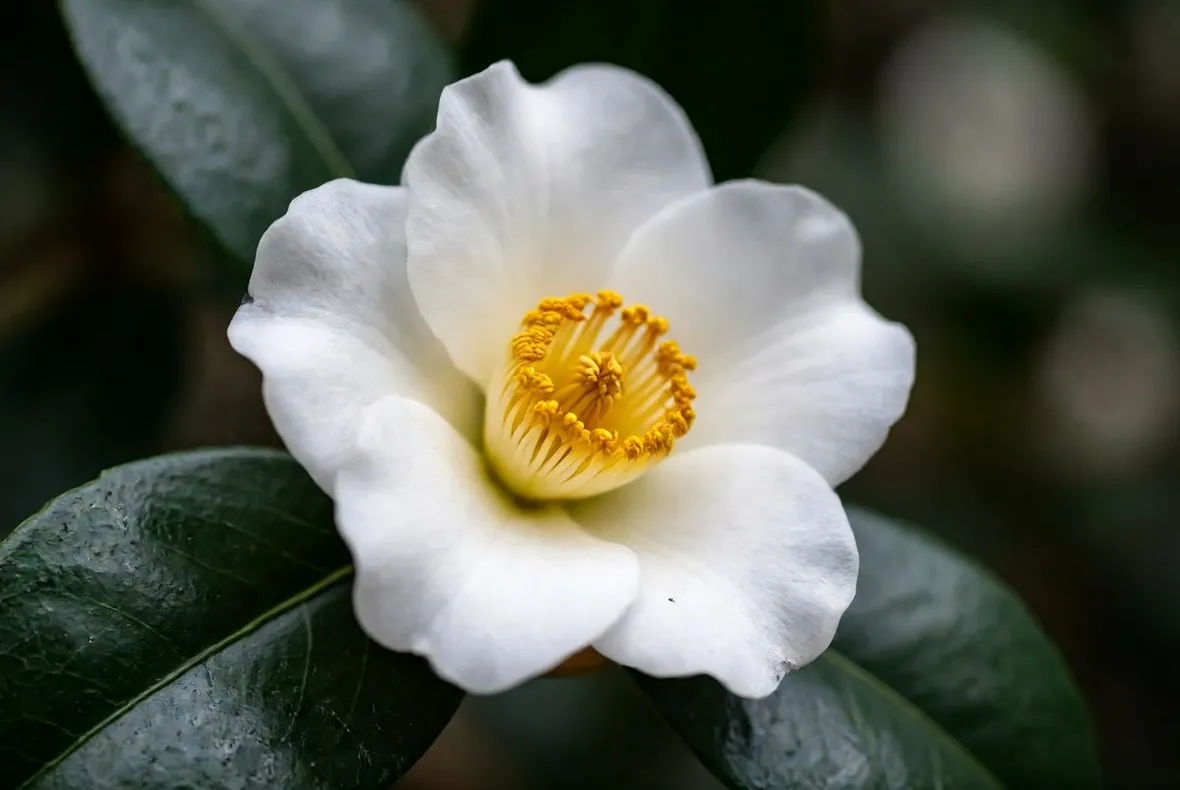Esempio di camelia malattie
