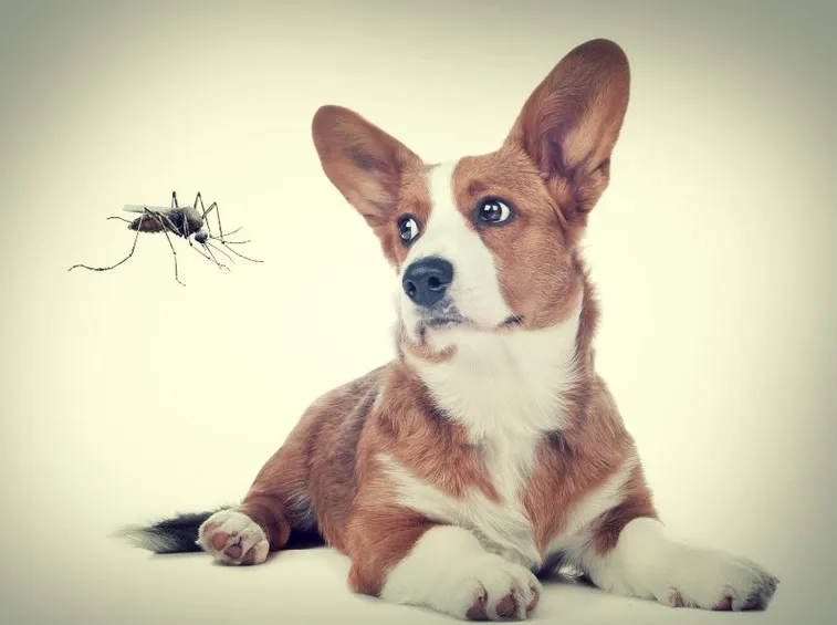 Anche il nostro Fido va protetto dalle zanzare