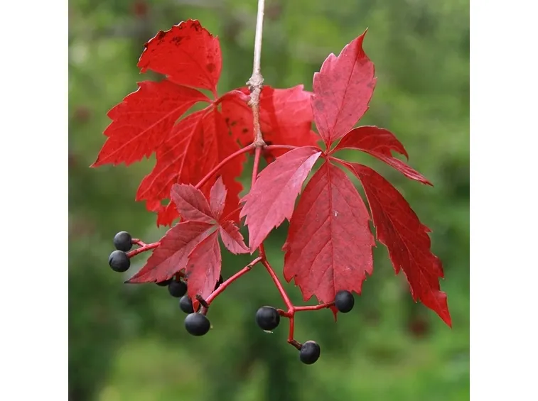 Virginia uva