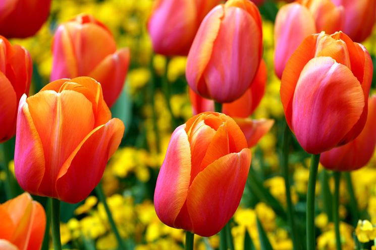 Tulipani fioriti dalle tonalit del rosso e del giallo